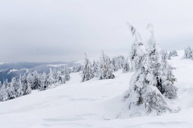Karpat Dağları, Ukrayna. Kış dağlarında karla kaplı ağaçlar - Noel karlı zemin