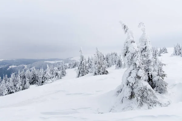 Karpat Dağları, Ukrayna. Kış dağlarında karla kaplı ağaçlar - Noel karlı zemin