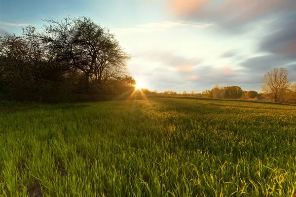 Green wheat field at sunset sun glare grass summer day trees sky rows — Foto de Stock