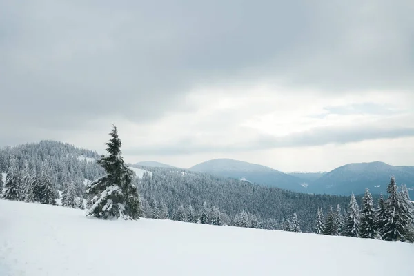 Montagnes des Carpates, Ukraine. Beau paysage hivernal. La forêt est couverte de neige. — Photo