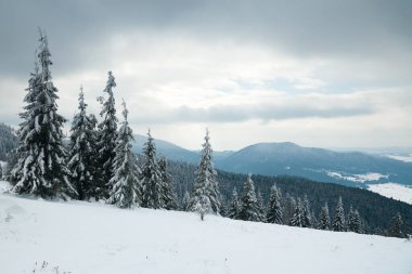 Karpat Dağları, Ukrayna. Güzel kış manzarası. Orman işçisi karla kaplı..