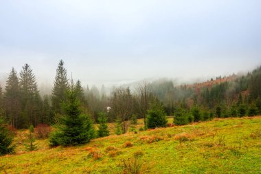 Ukrayna, Karpatlar. Sonbahar dağlarında sabah sisi var. Karlı dağlarla ve koşu sisiyle manzara.