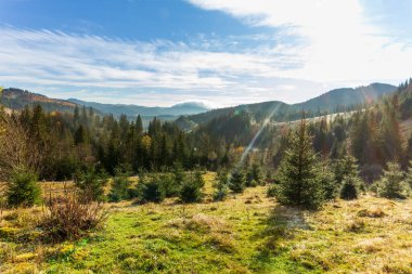 Sabah erkenden güneşli bir orman. Güneş ilk dalları yararak havada güzel ışınlar oluşturur. Çimenler buz tutmuş. Karpat Dağları. Ukrayna