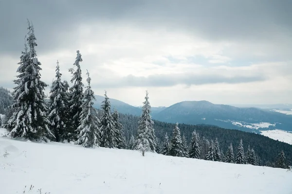 Karpat Dağları, Ukrayna. Güzel kış manzarası. Orman işçisi karla kaplı..
