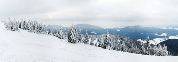 Karpaty, Ukraina. Drzewa pokryte mrozem i śniegiem w górach zimowych - śnieżne tło świąteczne — Zdjęcie stockowe