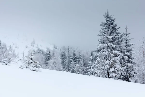 karlı köknar ağaçları ile kış manzarası