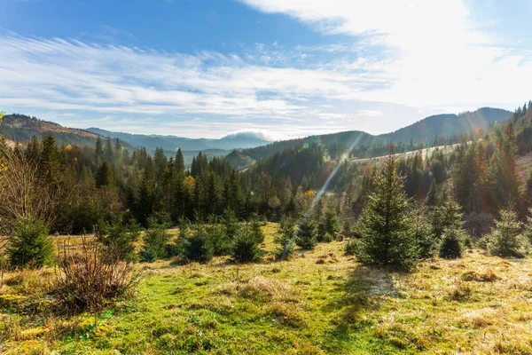Sabah erkenden güneşli bir orman. Güneş ilk dalları yararak havada güzel ışınlar oluşturur. Çimenler buz tutmuş. Karpat Dağları. Ukrayna