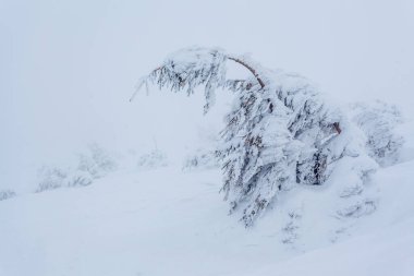 Kardan sonra karla kaplı köknar ormanı ve kış günü sisli gri gökyüzü. Karpat Dağları, Ukrayna