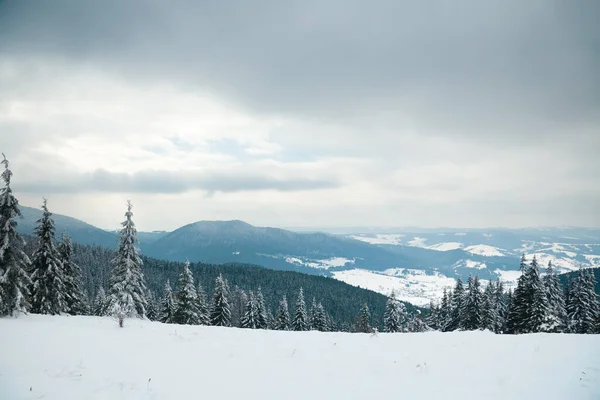 Montagnes des Carpates, Ukraine. Beau paysage hivernal. La forêt est couverte de neige. — Photo
