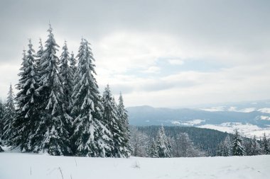 Karpat Dağları, Ukrayna. Güzel kış manzarası. Orman işçisi karla kaplı..