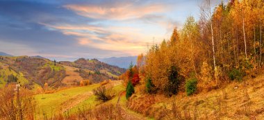 Karpatlar, Ukrayna. Sıcak bir yaz akşamında ağaçların serin gölgesinde çiçeklerle dolu harika bir orman..