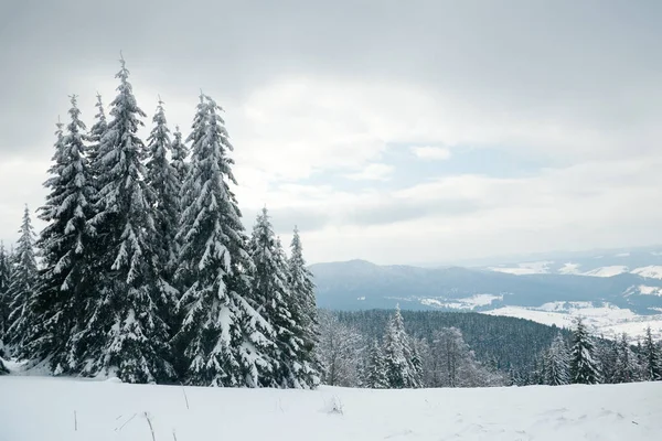 Karpat Dağları, Ukrayna. Güzel kış manzarası. Orman işçisi karla kaplı..