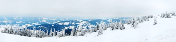 Karpaty, Ukraina. Drzewa pokryte mrozem i śniegiem w górach zimowych - śnieżne tło świąteczne — Zdjęcie stockowe