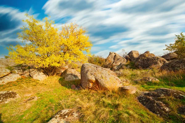 Wonderful autumn landscape with silhouettes of trees and yellow grass. — Photo