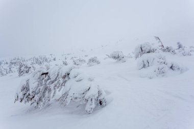 Kardan sonra karla kaplı köknar ormanı ve kış günü sisli gri gökyüzü. Karpat Dağları, Ukrayna