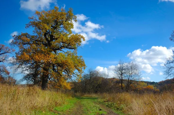 Meşe ağacının koyu renkli yaprakları. Ukrayna. Ulusal park — Stok fotoğraf