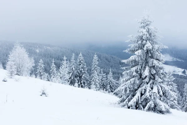 Paysage hivernal avec sapins neigeux — Photo