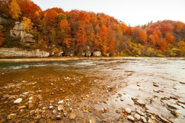 Sonbaharda şelalenin manzarası. Sonbahar renklerinde şelale. Sonbahar manzarasında dağ nehri. Ukrayna, Stryj Nehri.
