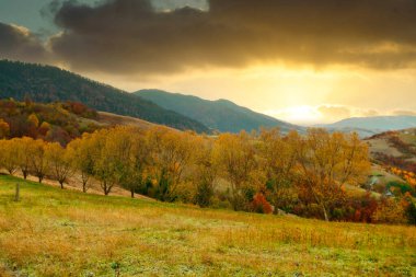 Ukrayna. Karpatlar 'da sonbahar sıcağı. Çok güzel resimler, kayın, huş ağacı ve çam ormanları Synevyr Dağları 'nın yamaçlarında gün batımına karşı parlak renklerle parıldıyor..