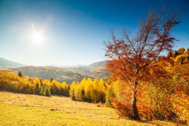 Ukrayna kırsalının panoramik manzarası, yalnız rüzgarlı ağaç, yuvarlanan tepeler ve gün batımında yeşil alanlar. Karpatlar, Synevyr geçidi.