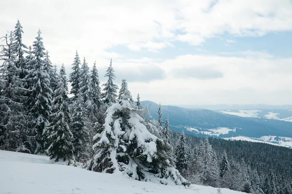 Carpathian mountains, Ukraine. Beautiful winter landscape. The forrest ist covered with snow. — Stockfoto