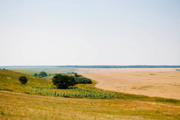 Kharkiv, Ukrayna. Tahılların hasat edildiği bir tarımda altın buğday olgunlaşır. Altın tanecikler.