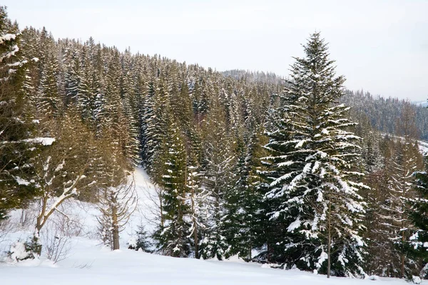 Kış Harikalar Diyarı arka plan. Soğuk güneşli bir günde dağ çam ormanı. Karlı ağaçlar ve mavi gökyüzü