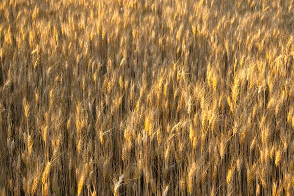 Campo de trigo dourado ao nascer do sol no início da manhã com belo horizonte e céu azul no fundo, tempo de colheita no verão, espigas de trigo amarelo e picos no tronco longo à luz solar. Ucrânia. — Fotografia de Stock