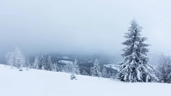 Paysage hivernal avec sapins neigeux — Photo