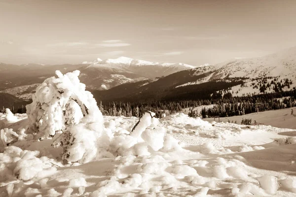 Neve coberto abetos no fundo de picos de montanha. Vista panorâmica da pitoresca paisagem de inverno nevado . — Fotografia de Stock