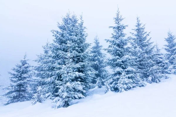 Karla kaplı ağaçlarla kaplı güzel bir kış manzarası. Kış dağları.