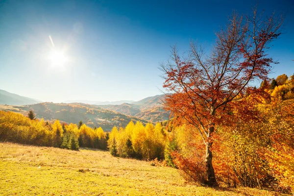 Ukrayna kırsalının panoramik manzarası, yalnız rüzgarlı ağaç, yuvarlanan tepeler ve gün batımında yeşil alanlar. Karpatlar, Synevyr geçidi.