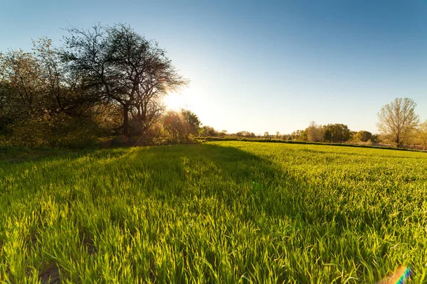 Ladang gandum hijau saat matahari terbenam matahari berkilauan rumput musim panas hari pohon langit baris — Stok Foto