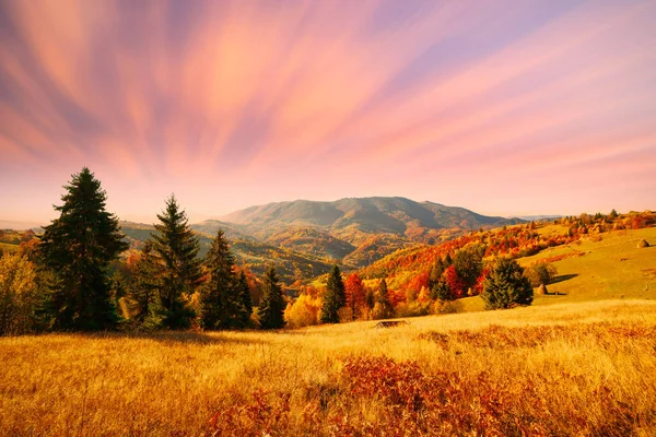Ukrayna. Karpatlar 'da sonbahar sıcağı. Çok güzel resimler, kayın, huş ağacı ve çam ormanları Synevyr Dağları 'nın yamaçlarında gün batımına karşı parlak renklerle parıldıyor..