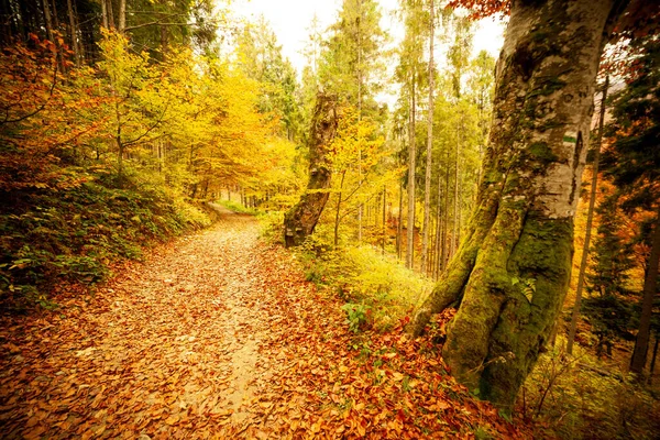 Caminho na floresta de outono, o sol brilhando através das árvores. Folhagem de outono. — Fotografia de Stock