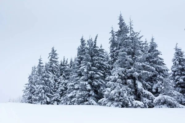 Çam Ağacı Ormanı Kış Manzarasında Karla kaplı. — Stok fotoğraf