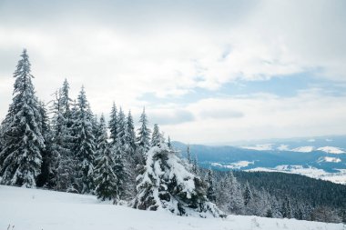 Carpathian mountains, Ukraine. Beautiful winter landscape. The forrest ist covered with snow.