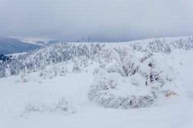 Kardan sonra karla kaplı köknar ormanı ve kış günü sisli gri gökyüzü. Karpat Dağları, Ukrayna