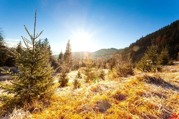 Ukrayna. Sonbahar dağlarında harika bir sabah. Carpathian sıradağları. Yumuşak güneş ışığı Glades ve Firs 'te, buzlar çimenlerde. — Stok fotoğraf