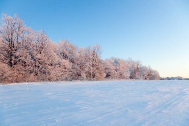 Kar yağışı sırasında don kaplı kuru bitkilerle kış atmosferik manzarası. Kış Noel arkaplanı