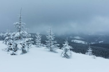 Çam Ağacı Ormanı Kış Manzarasında Karla kaplı.
