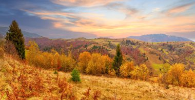 Karpatlar, Ukrayna. Sıcak bir yaz akşamında ağaçların serin gölgesinde çiçeklerle dolu harika bir orman..