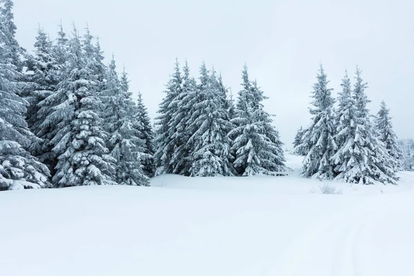 Bosco di abete rosso coperto dalla neve nel paesaggio invernale. — Foto Stock