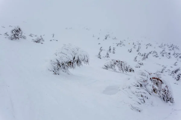 冬の日には積雪後の霧氷に覆われたモミの森と霞の中の灰色の空。カルパティア山脈,ウクライナ — ストック写真