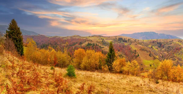 Karpatlar, Ukrayna. Sıcak bir yaz akşamında ağaçların serin gölgesinde çiçeklerle dolu harika bir orman..