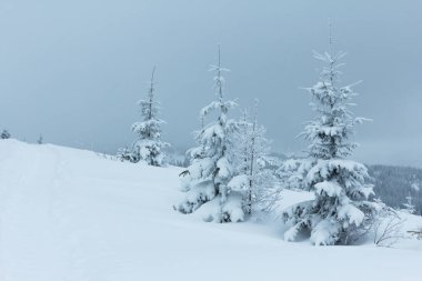 Çam Ağacı Ormanı Kış Manzarasında Karla kaplı.