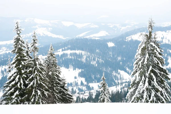 Carpathian mountains, Ukraine. Beautiful winter landscape. The forrest ist covered with snow. — Stockfoto