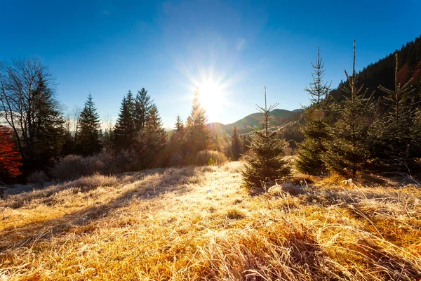 Ukrayna. Sonbahar dağlarında harika bir sabah. Carpathian sıradağları. Yumuşak güneş ışığı Glades ve Firs 'te, buzlar çimenlerde. — Stok fotoğraf