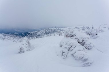 Kardan sonra karla kaplı köknar ormanı ve kış günü sisli gri gökyüzü. Karpat Dağları, Ukrayna