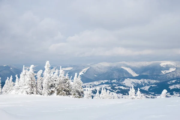 Karpaty, Ukraina. Drzewa pokryte mrozem i śniegiem w górach zimowych - śnieżne tło świąteczne — Zdjęcie stockowe